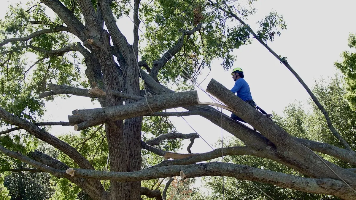 Professional Crown Thinning performed by certified arborists in North Bangor