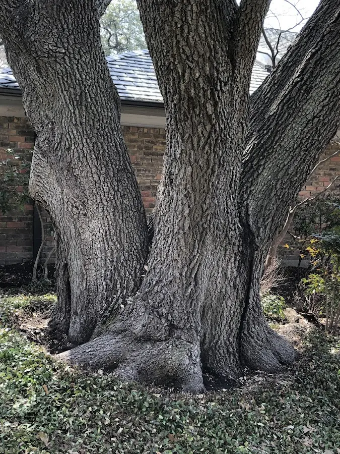 Mature heritage tree close to a North Bangor property cared for by certified arborists
