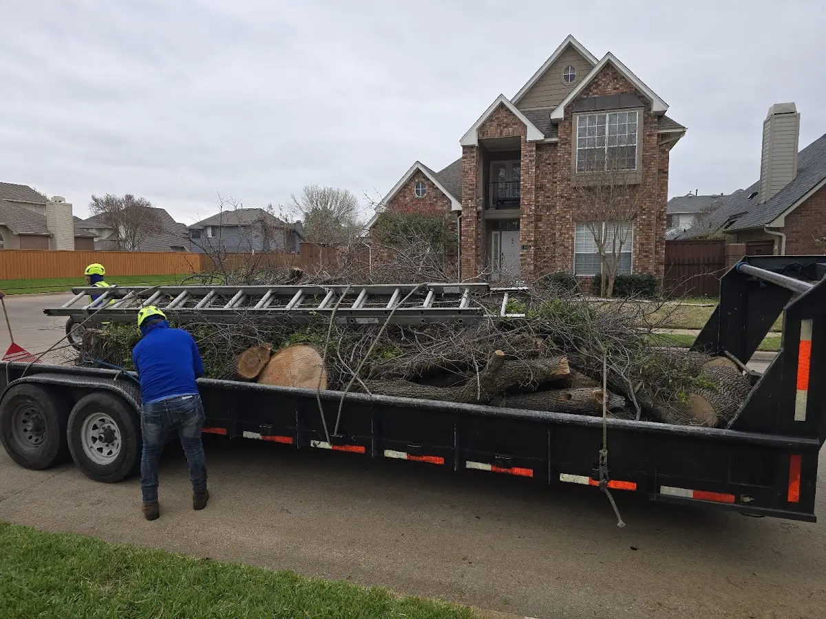 Expert Tree Removal with proper safety equipment in North Bangor